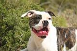 BOULEDOGUE AMERICAIN 413
